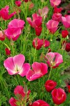 1000 Carmine King California Poppy Flower Seeds Easy Native Wildflower Garden  - £14.18 GBP