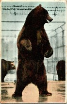 Vtg Postcard Vancouver British Colombia BC Canada Trotzky Stanley Park Bear - £7.62 GBP