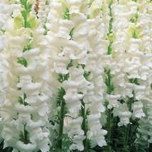 USA Seller 50 Snapdragon Seeds Snapdragon Opus Early White Cut Flower Seeds Fast - £14.13 GBP