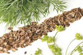 Dill Bouquet Seeds 500+  A Non-Gmo Heirloom Herb, Spice, Culinary Flower - £7.90 GBP