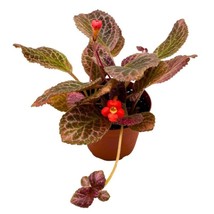 4 inch Harmony Foliage Episcia Strawberry Fields Flame Violet - £33.04 GBP