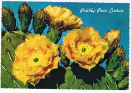 Floral Postcard Prickly Pear Cactus Spring Blooms - £2.36 GBP