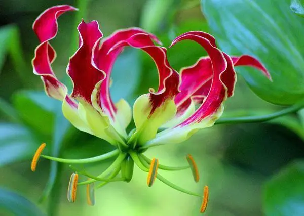 Gloriosa Rothschildiana Flame Or Fire Lily 20 Seeds Fresh Garden - £23.64 GBP