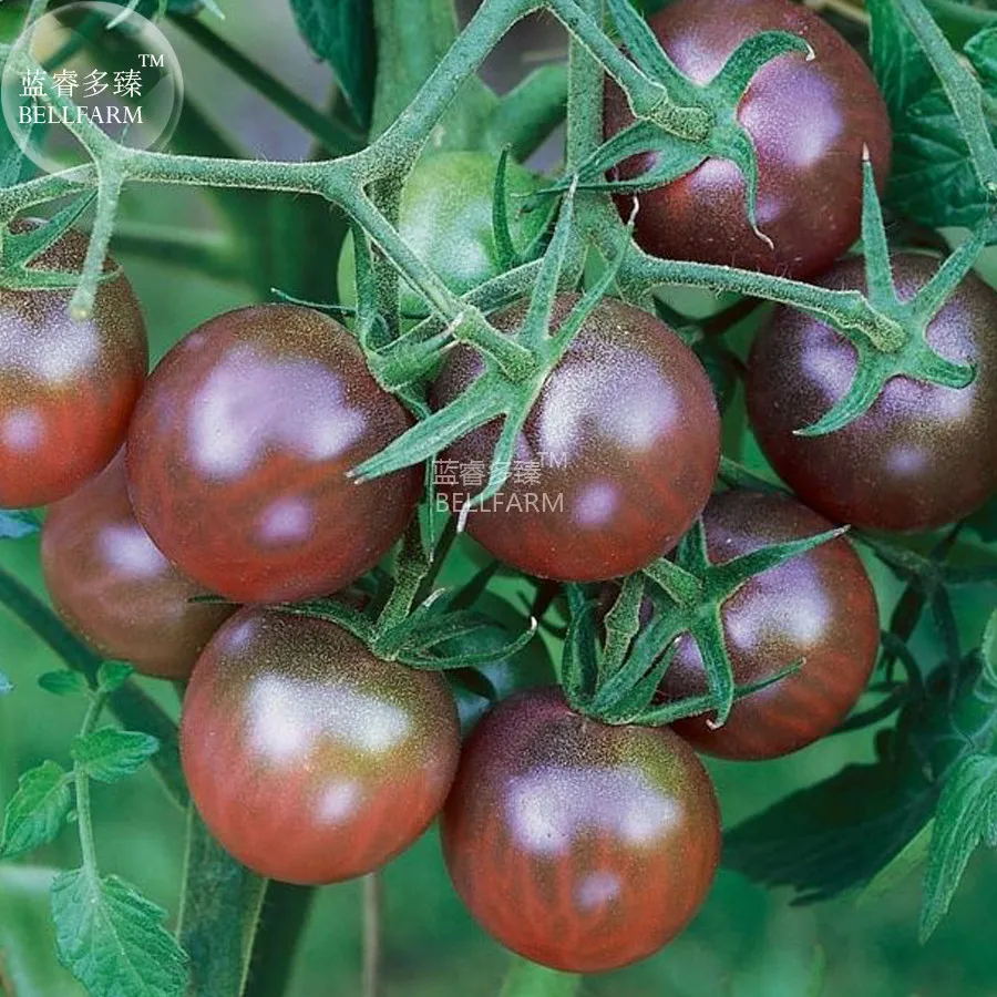 Tomato Seeds Black Cherry - €8,09 EUR