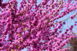 VP 40 Giant Redbud Tree Cercis Gigantea Pink Purple Flower Seeds - £3.47 GBP