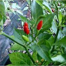 Guam Boonies Hot Peppers Seeds Gardening Easy Grow Usa Shipping - $5.60