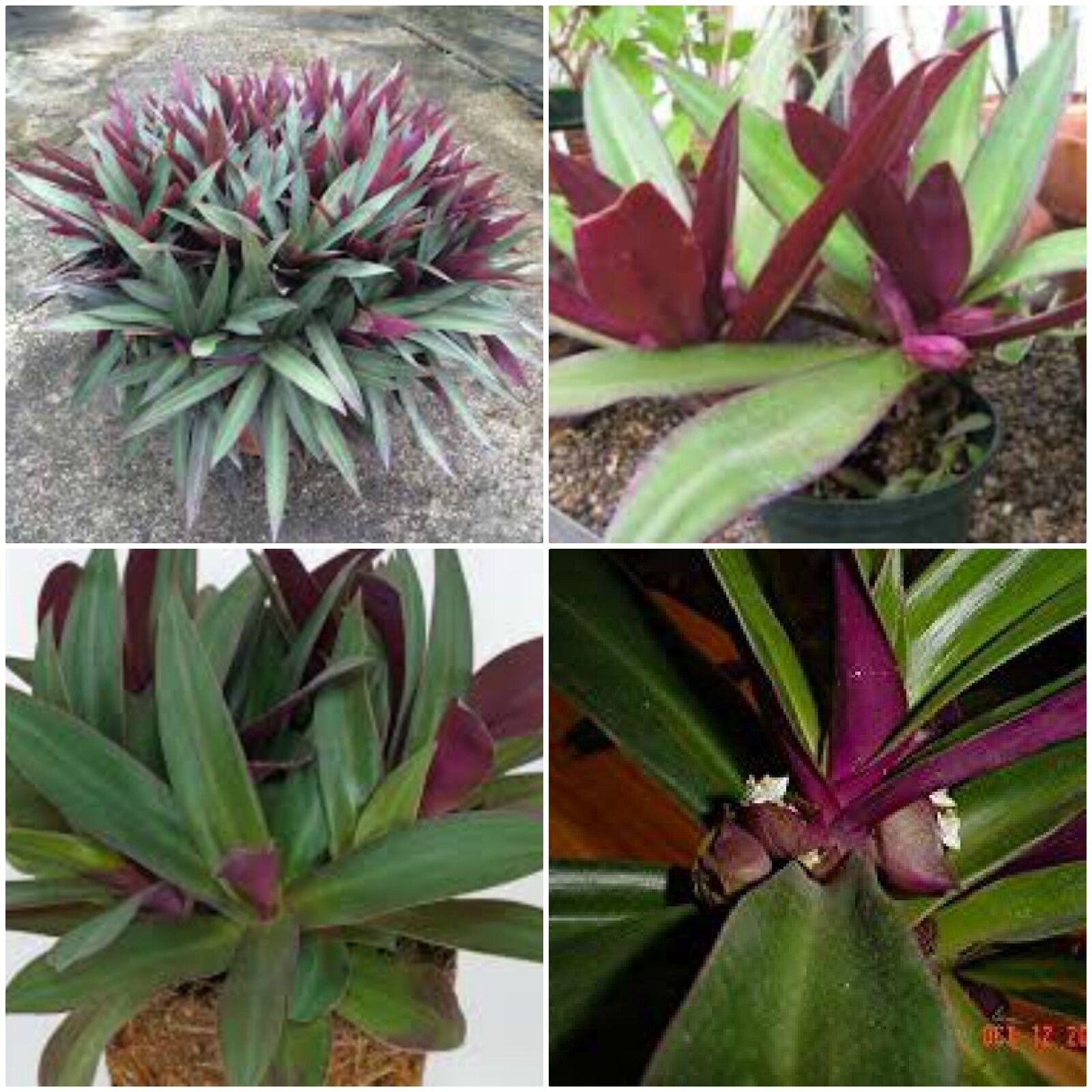 Tradescantia Spathacea~Boat Lily~Moses in the Cradle~Oyster Plant EZ Care - $18.00