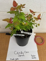 Double Play® Candy Corn® Spirea1 gallon pot PP28313  image 3