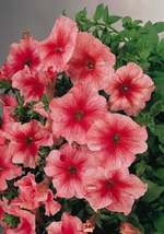 50 Bi Color Pink Petunia Flowers Seeds #STL17 - £14.37 GBP