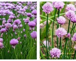 Chives Seeds 2 g Packet=500 Seeds - $18.93