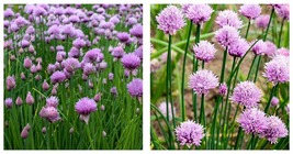 Chives Seeds 2 g Packet=500 Seeds - £15.13 GBP