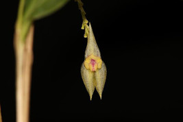 LEPANTHES IMITATOR SMALL ORCHID POTTED - $41.65