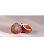 50+ Fig Tree Seeds - Ficus carica Sweet Fruit Shrub-Free Shiiping # - $5.82 CAD