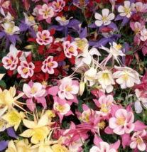 Dwarf Columbine Mix Seeds Perennial Flower Mixed Colors 200+ Seeds - £7.97 GBP