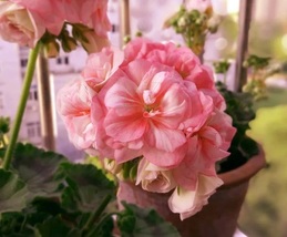 20pcs Geranium Purely Pink Double Petals Dense Ball-shaped Flowers &#39;Seeds&#39;  - £16.01 GBP