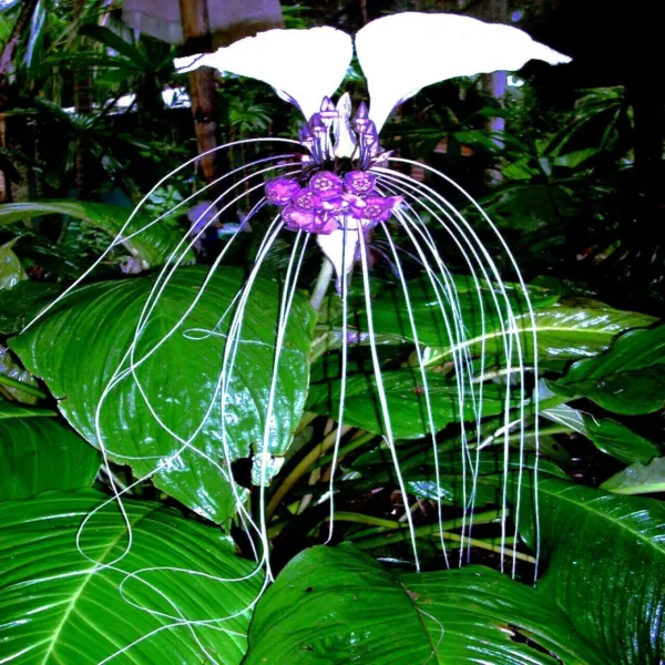 10 White Bat Orchid Flower Seeds (Tacca Integrifolia) Exotic Tropical Houseplant - £16.70 GBP