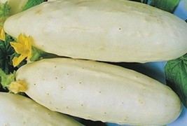 BStore Cucumber Seeds White Wonder 40 Seeds Non-Gmo - $7.59