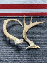 Nice 10 Point Set Deer Antlers Taxidermy Hunting Lodge Decor Knife Handl... - $59.35