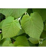 Large-leaved Linden - Lime - Tilia platyphyllos - 50 seeds (W 048) - £1.55 GBP