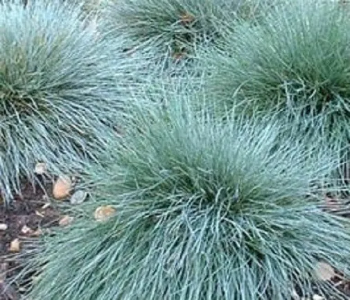 500 Blue Fescue Grass Seeds Starts Nursery Fresh Seeds - $26.50