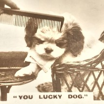 Small Breed Dog Grooming &quot;You Lucky Dog&quot; Tobacco Card Real Photograph Or... - £7.95 GBP