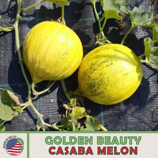 25 Golden Beauty Casaba Melon Seeds Heirloom Non-Gmo Genuine Usa Garden - £5.19 GBP