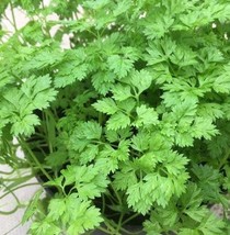 Chervil Curled Parsley Seeds - Organic &amp; Non Gmo Parsley Seeds - Heirloo... - £1.76 GBP