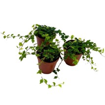 String of Frogs 2 inch Set of 3 Ficus Quercifolia Miniature Oakleaf Fig Tiny Min - £18.51 GBP