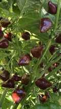 75 Day+ Old Super Hot Pepper 3 Chocolate Habanero - £28.15 GBP