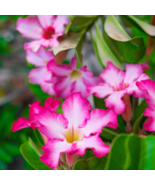 Adenium Obesum Dwarf Mixed Colors  - 100 Seeds - $38.43