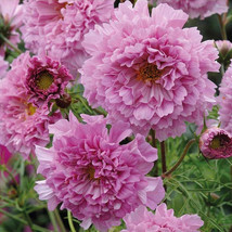 Cosmos Bipinnatus Double Click Rose Bonbon Fresh Garden - $11.98