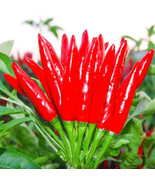 Thai Hot Pepper Bird Chili Seeds 50 Very Capsicum Frutescens Fast US Fas... - $87.80 MXN