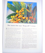 1946 Traveler&#39;s Insurance Ad The Acacia Plant - £6.28 GBP