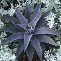 VP &quot;Purple People Eater&quot; Mangave Starter Plant Agave &amp; Manfreda Hybrid 3&quot; Wide - £16.82 GBP