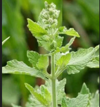 350 seeds Catnip Nepeta Cataria Perfect for Green Lush Gardens - £7.71 GBP