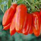 50 San Marzano Tomato Seeds, NON-GMO, Organic, Heirloom - £7.42 GBP