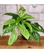 Spider Man Monstera Amydrium Medium Starter Plant 2 Plants Fresh Garden - $51.80