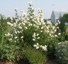 200 White Canterbury Bells Campanula Medium Flower Seeds Fresh Seeds USA - $14.50