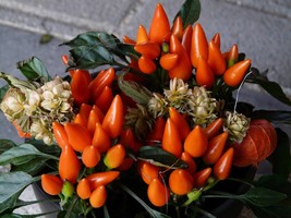 SEEDS = = 10 seeds Orange Wonder Ornamental Pepper =ll natural - Heirloom Garden - £3.18 GBP
