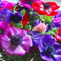 20 Decaen Mix Anemone Flower Seeds Fresh Seeds USA - $23.28