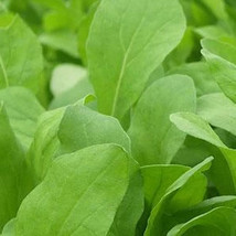 Ship From Us 2 Oz Seeds -ORGANIC Arugula, Roquette SEEDS-NON-GMO, Heirloom, TM11 - £42.25 GBP