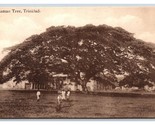 Saman Tree Trinidad BWI UNP Davidson &amp; Todd DB Postcard P18 - $8.08
