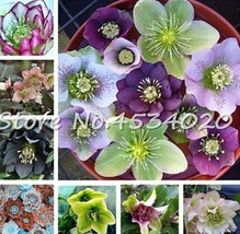 100 Seeds Japanese Hellebore (Christmas Rose Helleborus Niger Seed Flower Plant  - £6.13 GBP