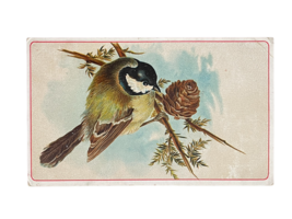 Arbuckles Ariosa Coffee Advertisement Trade Card Bird Series No.64  - $167.68 MXN