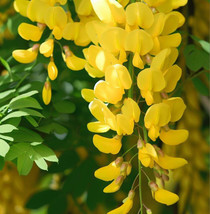 Laburnum Anagyroides Vulgare Golden Chain Tree Tree Seeds Fragrant Fast ... - $28.25