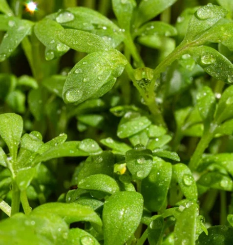 1000 Seeds Curled Cress Slow Bolting Pungent Spicy Zesty Seeds Non-GMO - $5.99