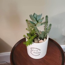 Succulents in Ceramic Planter, Live Arrangement in White Plant Pot, Give Thanks image 2