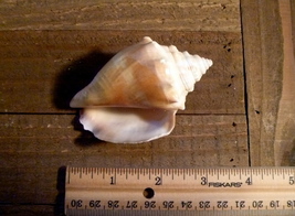 Florida Fighting Conch seashell shell beach ocean bathroom decor - $13.78 CAD