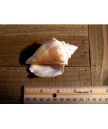 Florida Fighting Conch seashell shell beach ocean bathroom decor - €8,62 EUR
