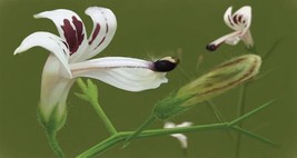AW Andrographis Paniculata 50 Seeds Supplement King Of Bitters Chiretta ... - $10.89